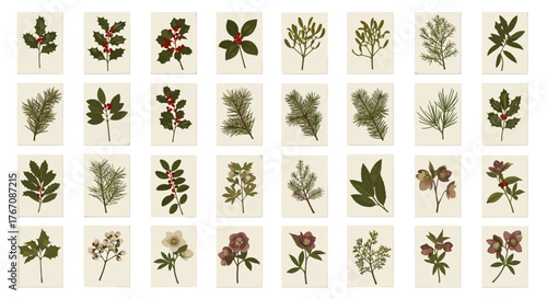 Assortment of various botanical specimens displayed on white cards