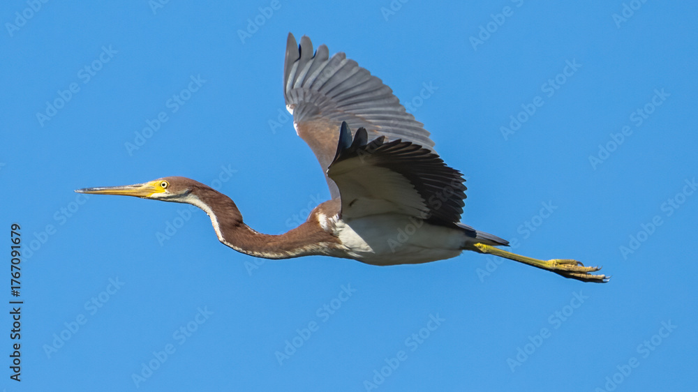 Obraz premium Tricolor Heron bird in flight