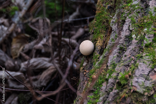 A single Pear-shaped puffball mushroom (Lycoperdon pyriforme) growing on a mossy tree trunk. Sharp focus on the mushroom and bark texture, with dark, blurred background.