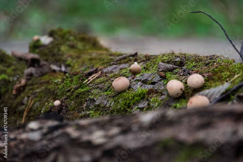 Wide macro shot of edible fungi on a decomposing tree trunk. Sharp focus on the central puffballs contrasts with the blurred foreground and soft, vibrant green moss.