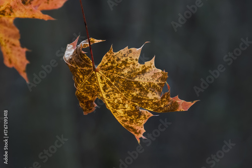 Striking macro shot of a single orange and brown maple leaf in sharp focus, hanging against a deep, dark, blurred background. Extreme contrast and volume.