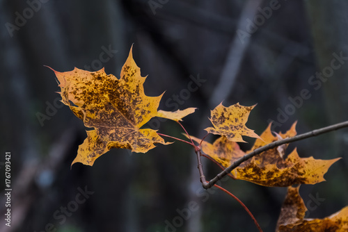 Nature detail: richly colored maple leaves on a branch, with the closest one in sharp focus. Dark, smooth background adds dramatic depth to the seasonal scene in Narva.