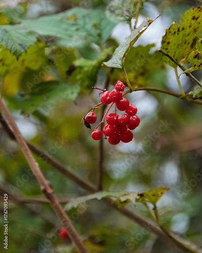 Authentic nature: detail of red Viburnum berries in a forest, contrasting with imperfect green and yellow leaves. Focus on the raw, natural look of wild forest flora in autumn.