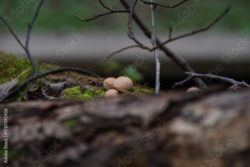 A cluster of three pear-shaped puffball mushrooms (Lycoperdon pyriforme) in sharp focus on a mossy log. The diagonal composition and branches frame the subject, creating strong volume and atmosphere.