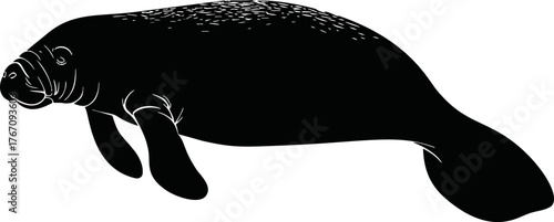 Manatee silhouette sketch hand drawn marine mammal illustration — stock vector