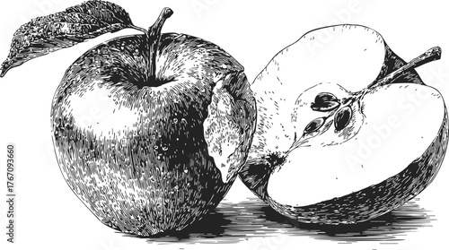 Apple sketch hand drawn whole fruit and half with seeds detailed illustration — stock vector