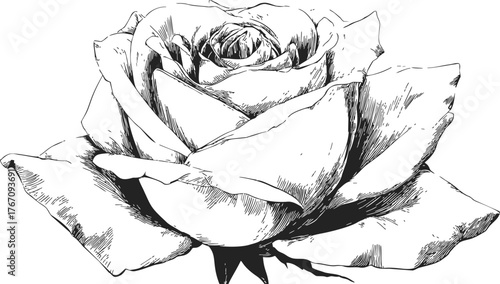 Rose flower sketch, hand drawn detailed botanical bloom with layered petals — stock vector