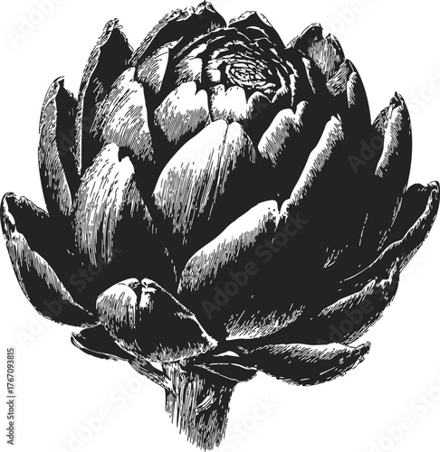 Artichoke sketch hand drawn botanical vegetable with detailed shading — stock vector
