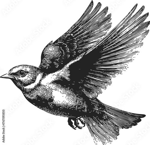 Bird sketch hand drawn flying detailed wings spread monochrome illustration — stock vector