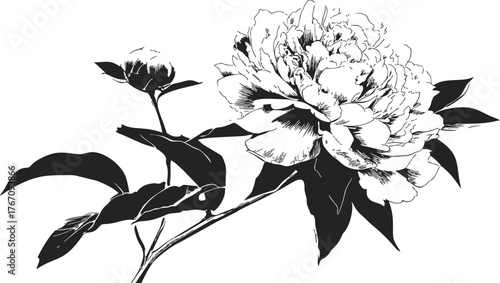 Peony flower sketch hand drawn botanical line art illustration — stock vector