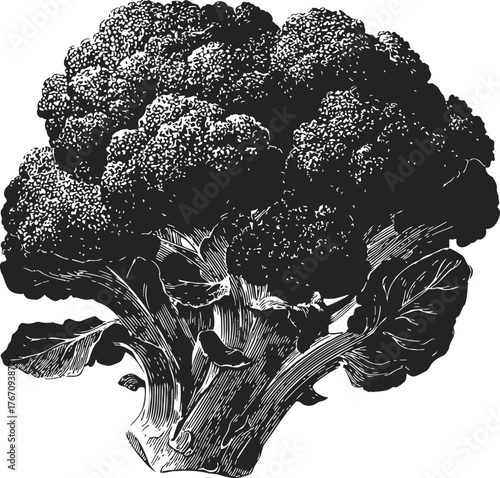 Broccoli sketch hand drawn vegetable detailed botanical illustration — stock vector