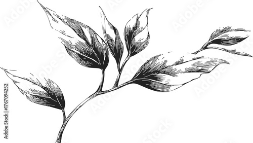 Branch with leaves sketch, hand drawn botanical line art illustration — stock vector