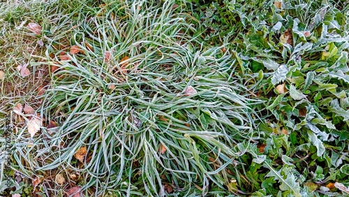 Frost on the grass in the early morning. Early winter.