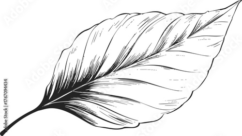 Leaf sketch hand drawn botanical illustration with detailed veins and organic shape — stock vector