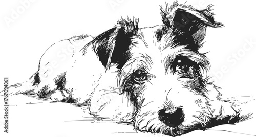 Dog lying down, hand drawn sketch, terrier resting with alert expression — stock vector