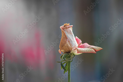 Hay una rosa solitaria en el jardín