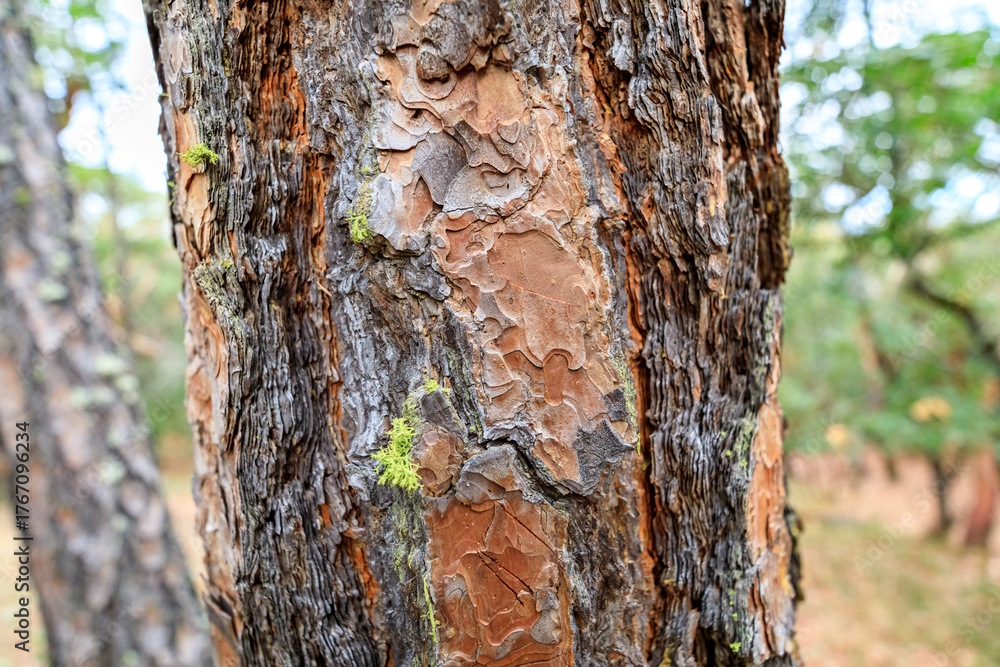 Obraz premium Tranquil Forest Scene: Close-up of Douglas Fir Bark with Texture and Lichen Growth