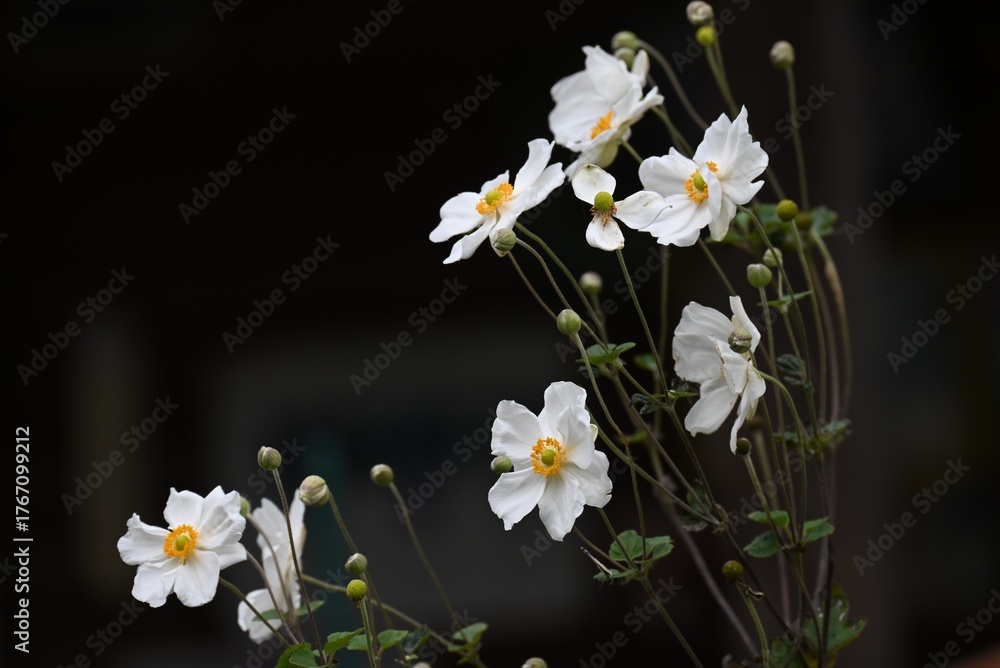 Obraz premium Japanese anemone (Anemone hupehensis) white flowers. Ranunculaceae perennial poisonous plant. Elegant flowers bloom on flower stalks in autumn.