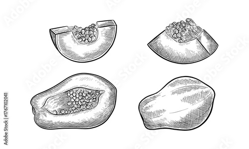 set of Sliced papaya fruit sketch. Vector pawpaw with seeds. Realistic hand drawn edible and organic carica. Food for vegetarian or vegan dessert. Botany and biology papaw illustration