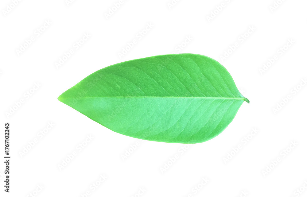 Obraz premium A single, freshly unfurled young leaf of the Golden Shower Tree (Cassia fistula), featuring a bright, light green color and a delicate, pointed ovate shape, isolated on clear or transparent backgroun.