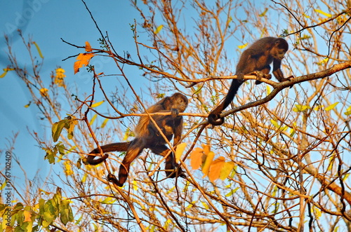 Photography Howler monkey moving in the tree canopy in Costa Rica.