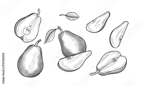 Set of isolated vector sketch of sliced pear. Hand drawn organic and natural food for dessert or juice. Vegetarian or vegan nutrition or meal. Healthy greenhouse nectarine superfood. Harvest