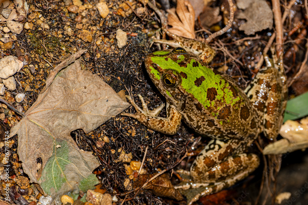 Fototapeta premium Marsh frog (Pelophylax ridibundus) resting on the grass. Close-up of a marsh frog in natural habitat. Wild green marsh frog in meadow environment. Lake Pelophylax ridibundus sitting on wet ground.