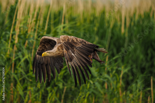 White-tailed Eagle (Haliaeetus albicilla) soaring low in stealthy flight over a green meadow with tall grass during the golden hour.