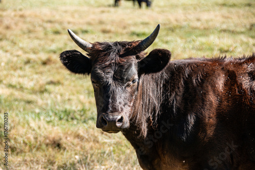 A cow with small horns looks at the camera.