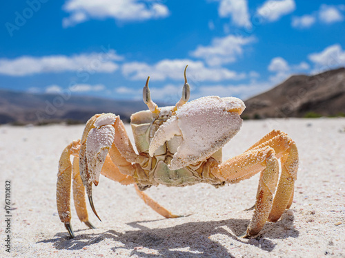Detailed Close-up of an Indo-Pacific Ghost Crab (Ocypode stimpsoni or related species) Standing Proudly on a Pristine Sandy Beach Under a Vivid Blue Sky on the Island of Socotra, Yemen