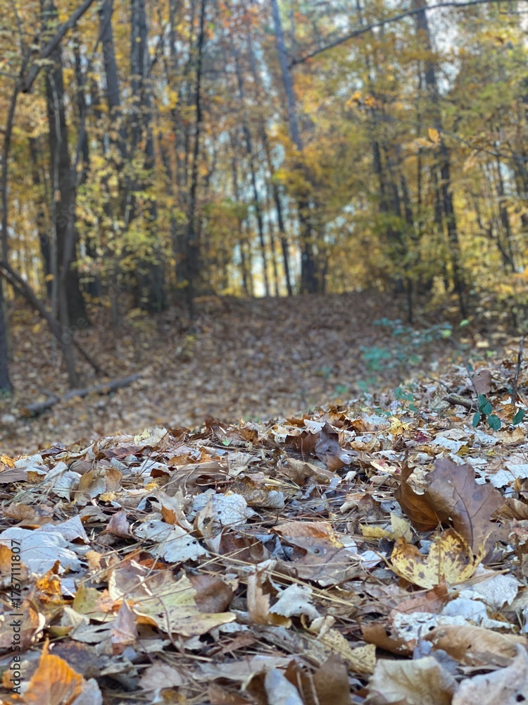 Obraz premium autumn in the forest