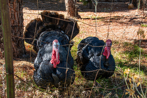 A pair of big fat turkeys behind a fence.
