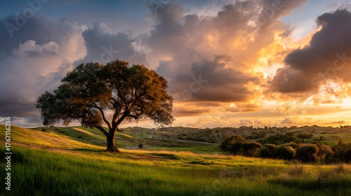 Mature solitary tree stands prominently on rolling green hills under a dramatic sunset sky