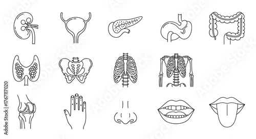 Human body parts and organ line art anatomy illustration