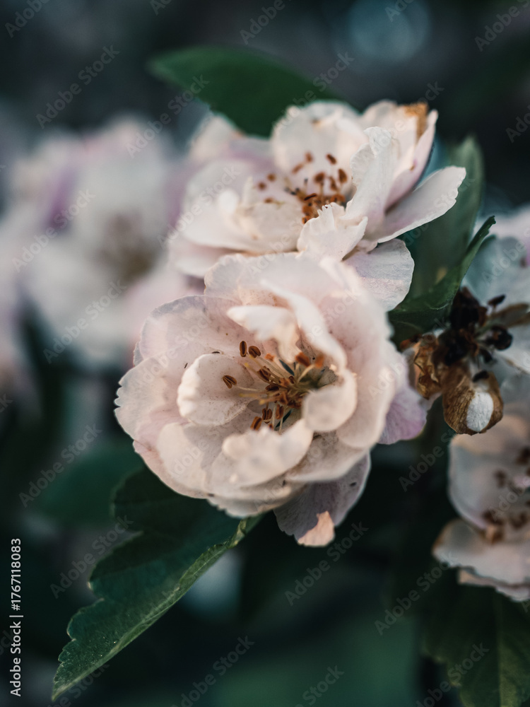 Obraz premium Blossom flower