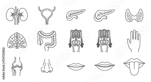 Comprehensive collection of diverse human internal organs and body parts in detailed line art icons, perfect for medical education, anatomical diagrams, and health-related graphics