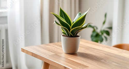 Sansevieria plant in a white pot on wood table