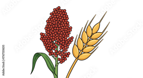 Foto Illustration of a red sorghum head and a golden wheat stalk
