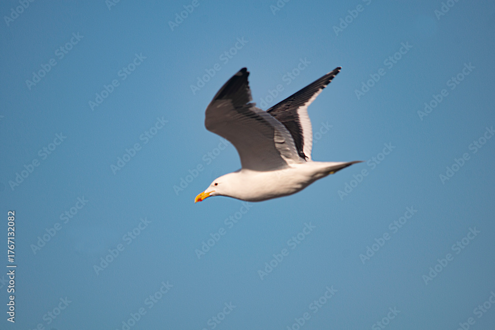 Obraz premium White seagull flying in the sky