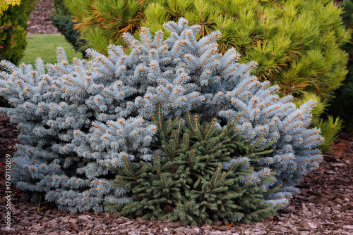 фотографія decorative coniferous bushes in the garden