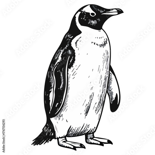 Detailed black and white penguin illustration in hand-drawn style. Ideal for educational, wildlife, scientific, editorial, merchandise, and nature-themed design or branding projects.