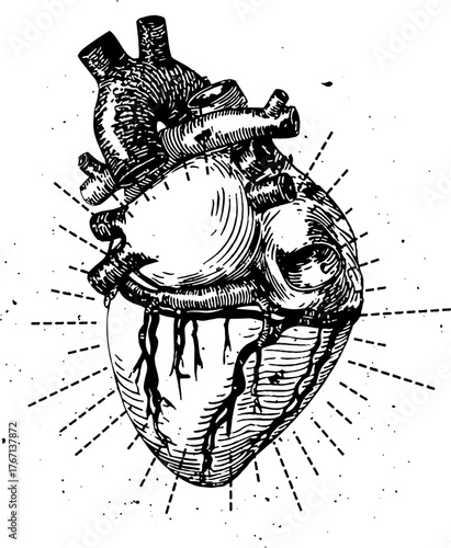 Vintage Anatomical Heart Drawing – Vector Illustration in Black and White Engraving Style