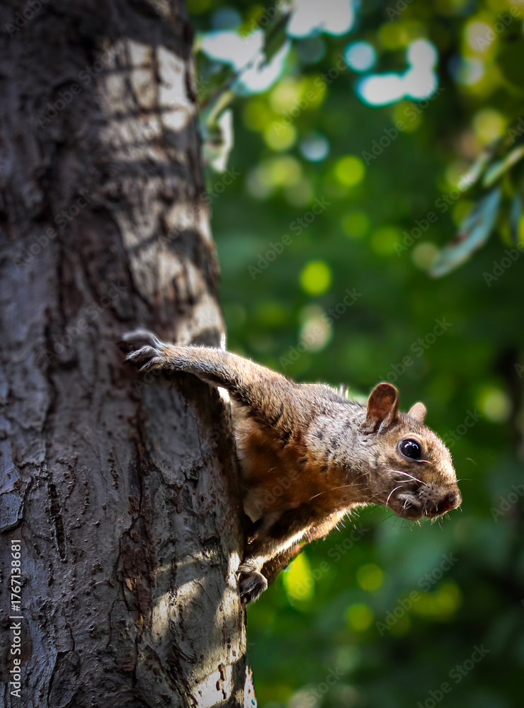 Obraz premium Ardilla