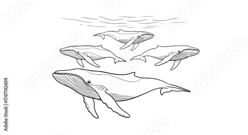 Whales swimming underwater minimalist wildlife line art vector illustration.