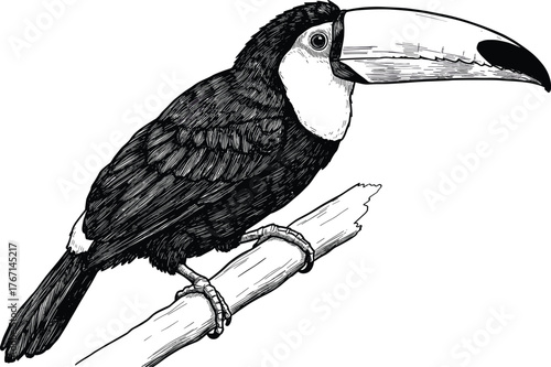 Black and white ink drawing of a toucan perched on a branch bird