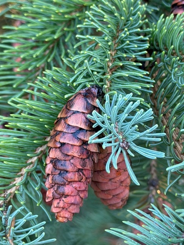 christmas decoration with cones