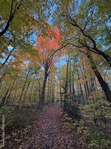 autumn in the park