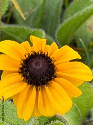 sunflower close up