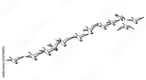 Migrating birds in sky minimalist wildlife vector line art design.