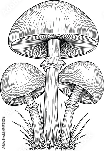 Three mushrooms with textured caps and stems growing in grass fungi toadstool